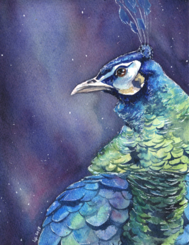 Watercolor portrait of a peacock highlighted on a dark background