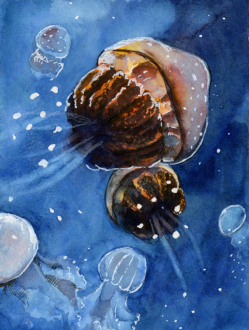 Small watercolor painting of cute round jellyfish